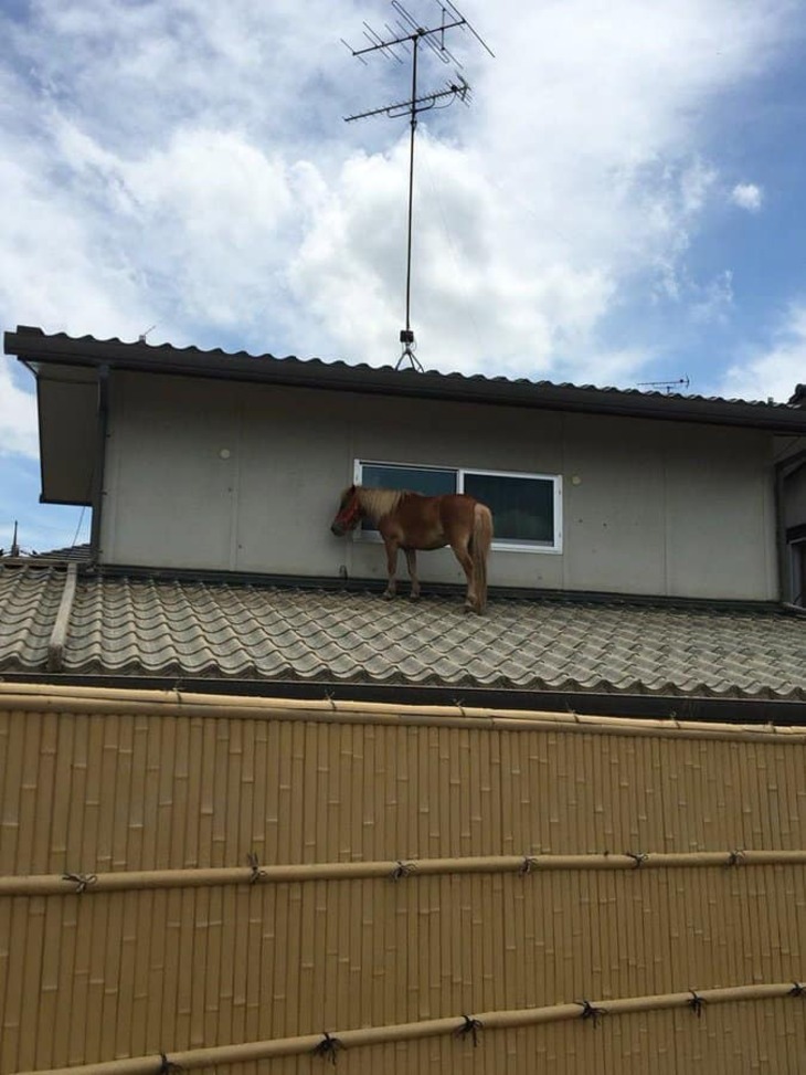 Caballos Divertidos