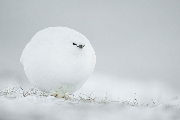 Fotos Divertidas De Animales 