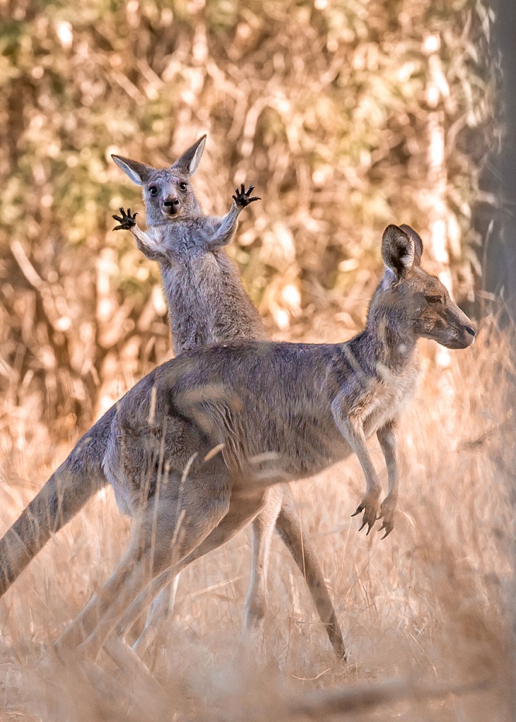 Fotos Divertidas De Animales