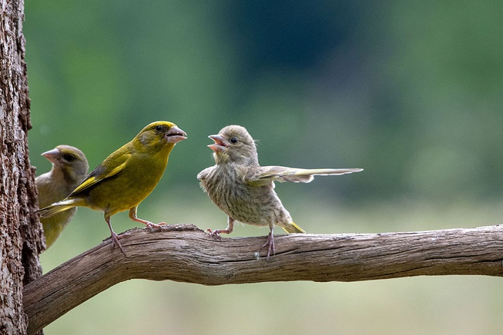 Fotos Divertidas De Animales