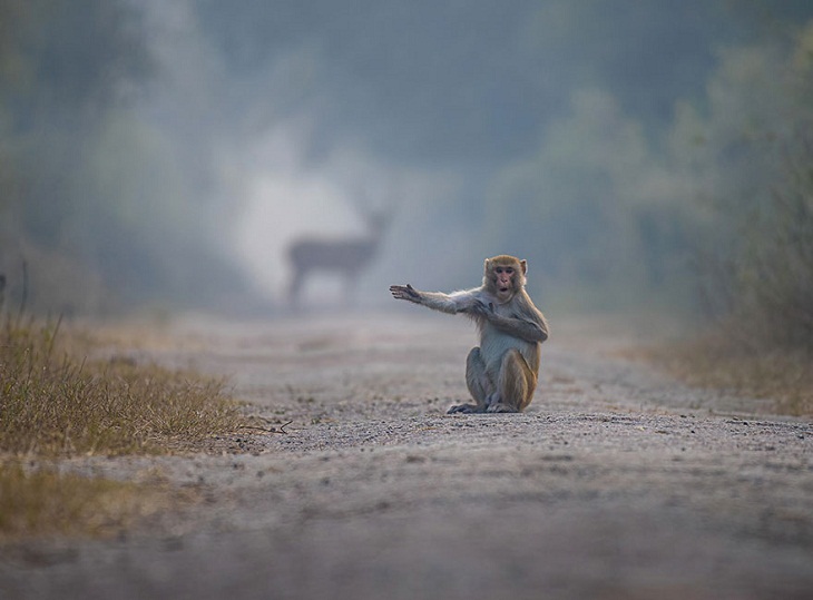 Fotos Divertidas De Animales