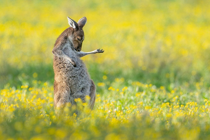 Fotos Divertidas De Animales