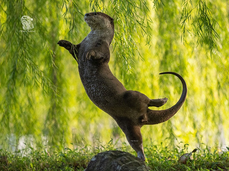 Fotos Divertidas De Animales