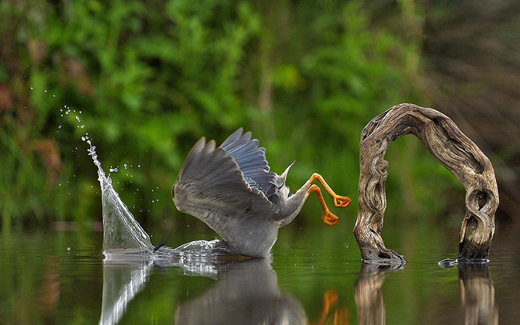 Fotos Divertidas De Animales