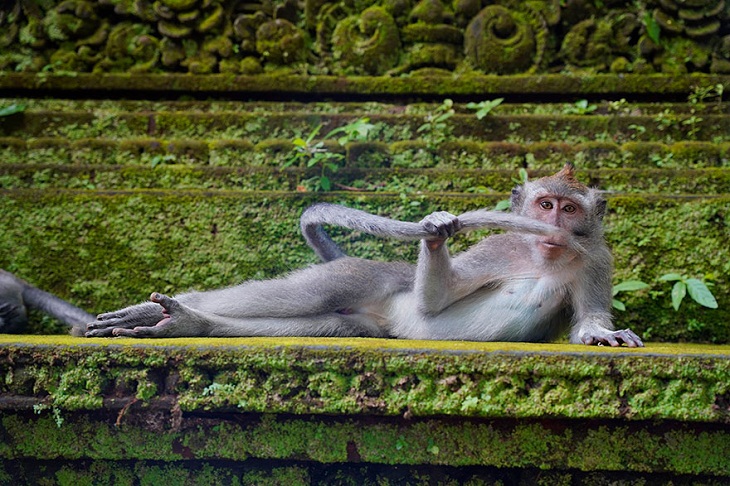 Fotos Divertidas De Animales