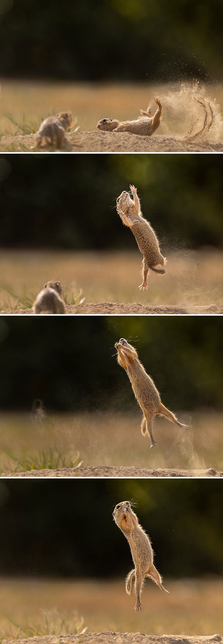 Fotos Divertidas De Animales