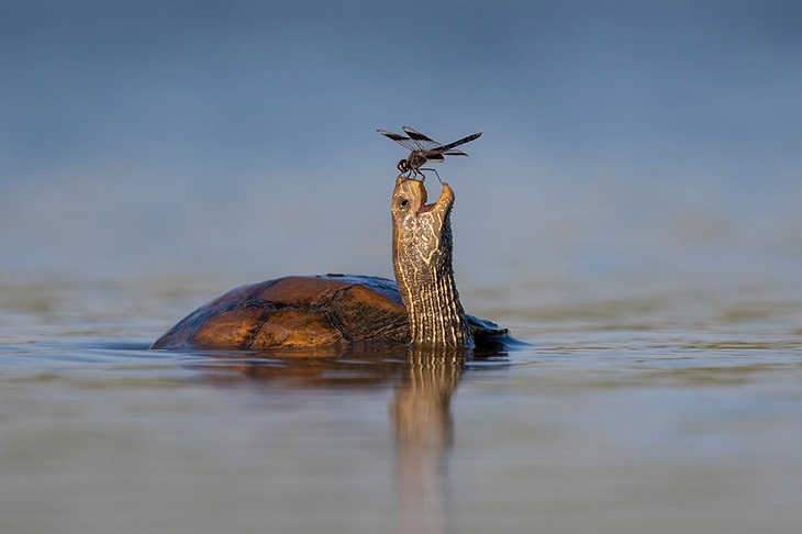 Fotos Divertidas De Animales