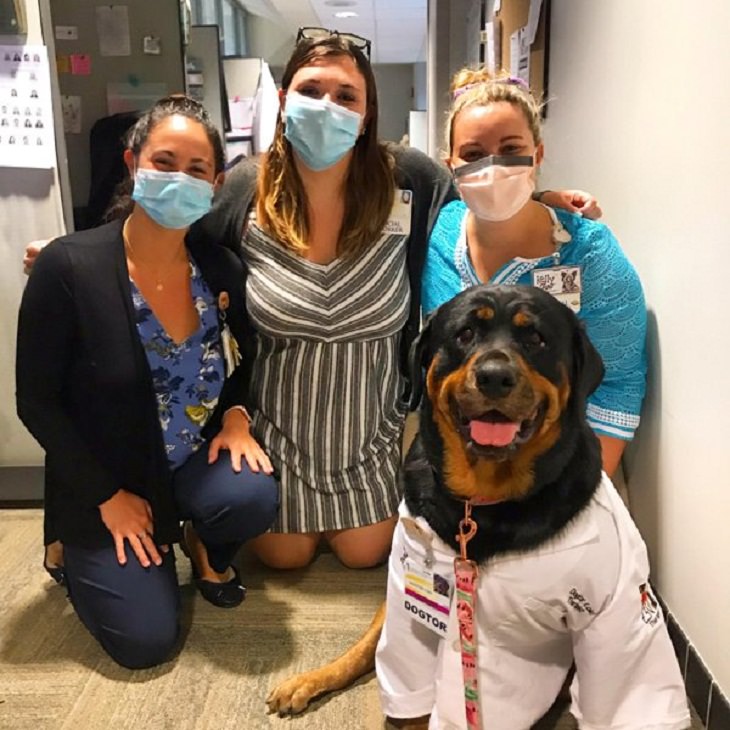 Cães de trabalho