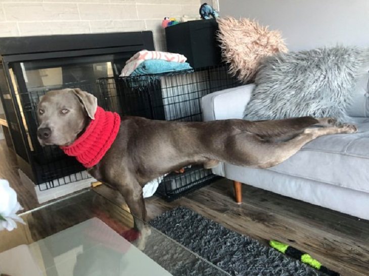 Cães de trabalho