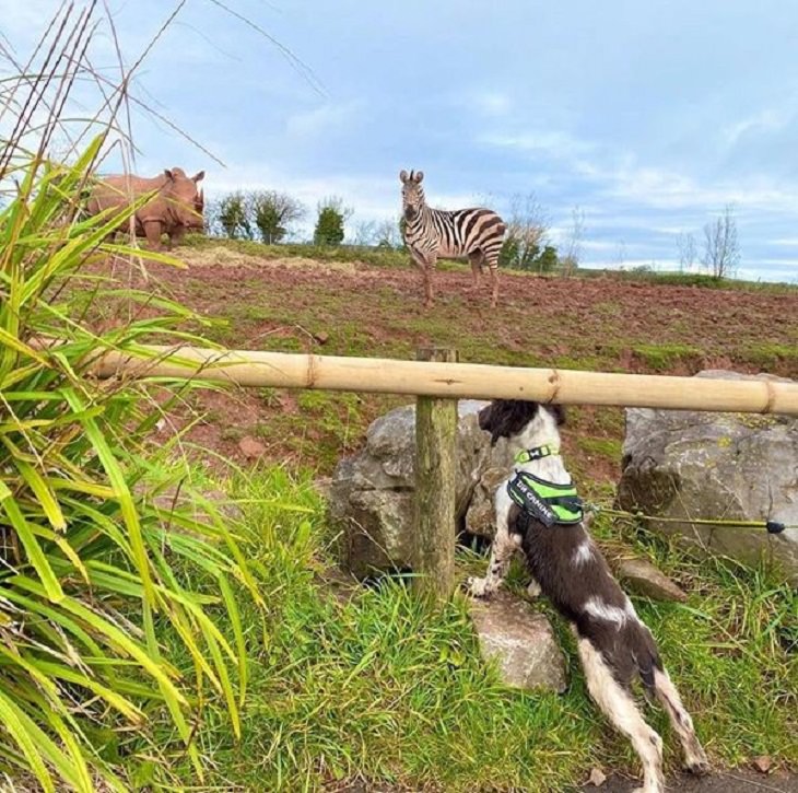 Cães de trabalho