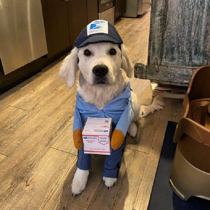 Cães de trabalho