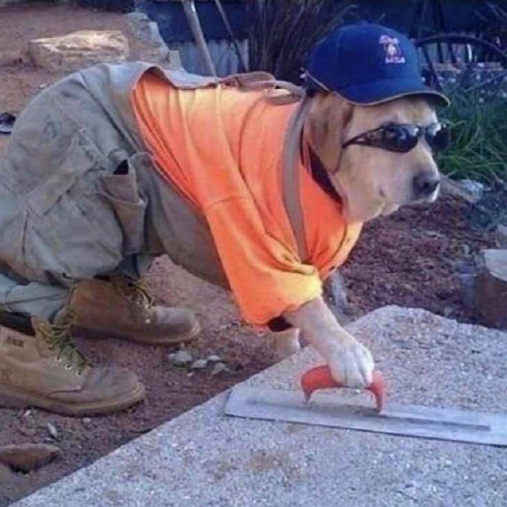 Cães de trabalho