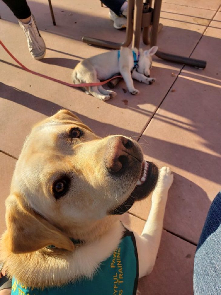 Cães de trabalho