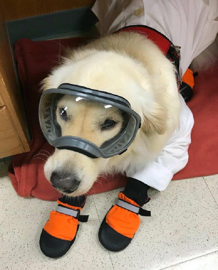 Cães de trabalho