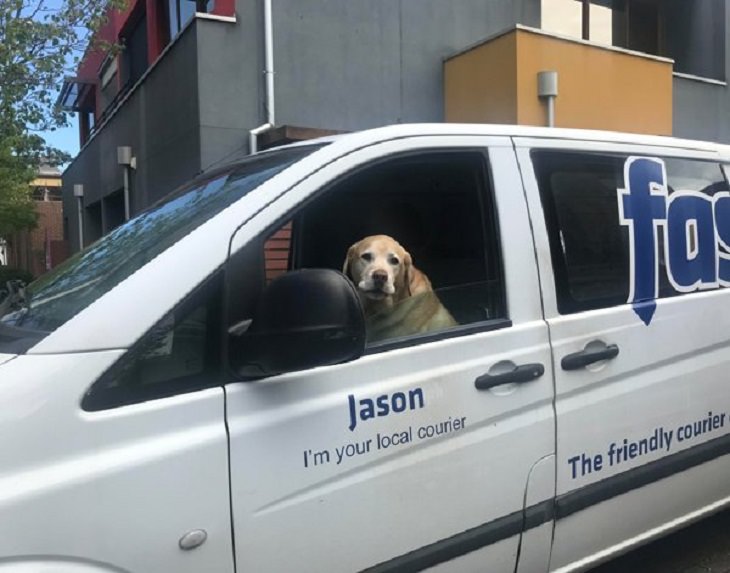 Cães de trabalho