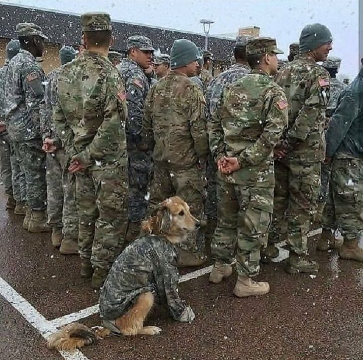 Cães de trabalho