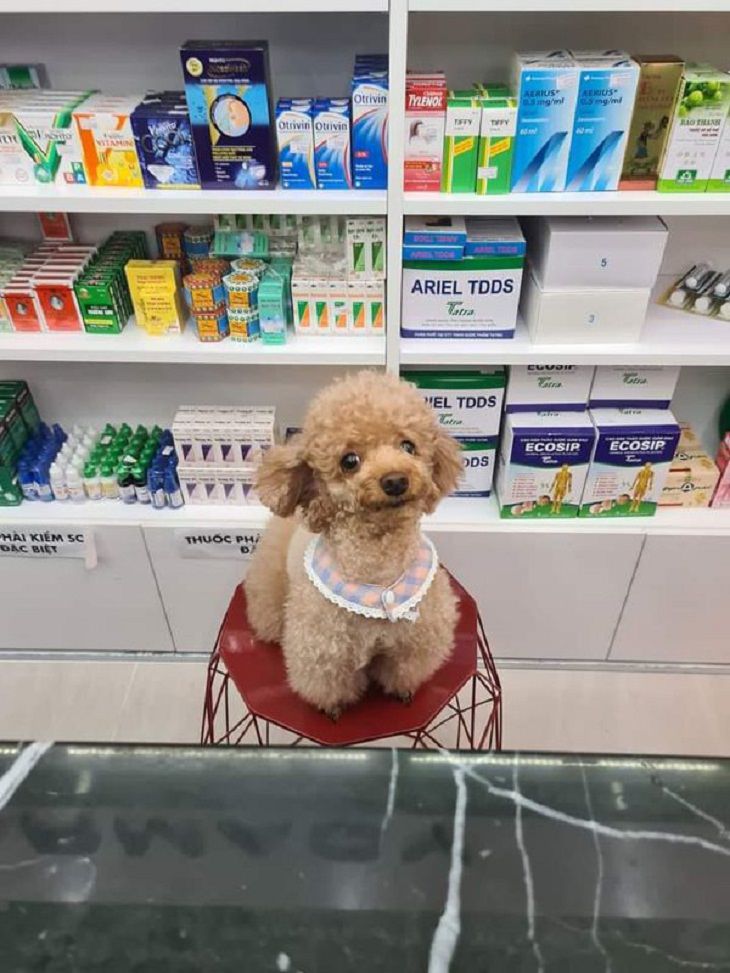 Cães de trabalho