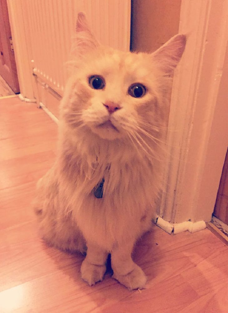 Gatos Adorables