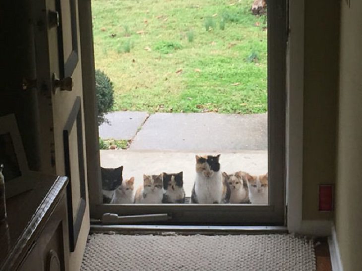 Gatos Adorables