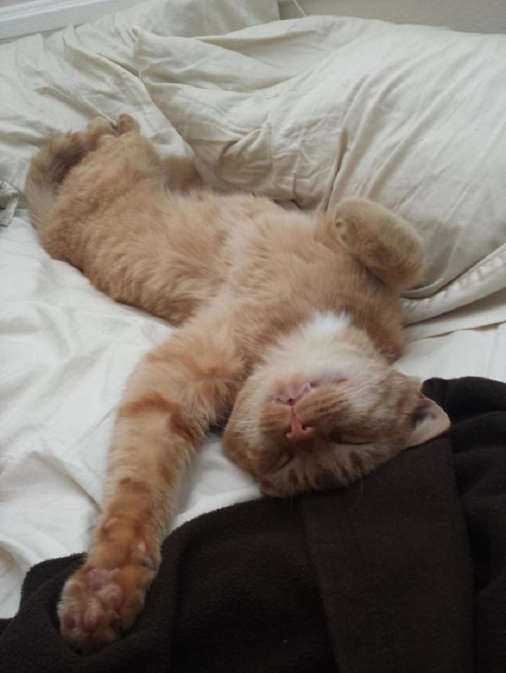 Gatos Adorables