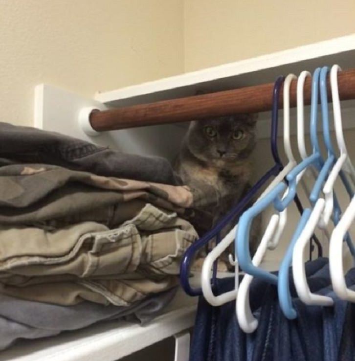 Gatos Adorables