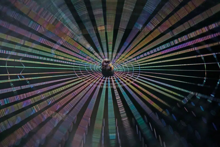 Fotógrafo de Primer Plano del Año del 2025