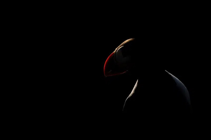 Fotógrafo de Primer Plano del Año del 2025