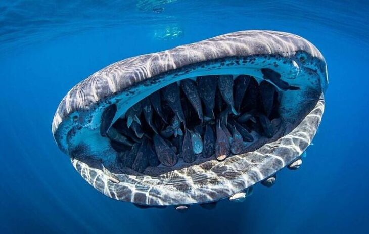 Fotografías Del Océano