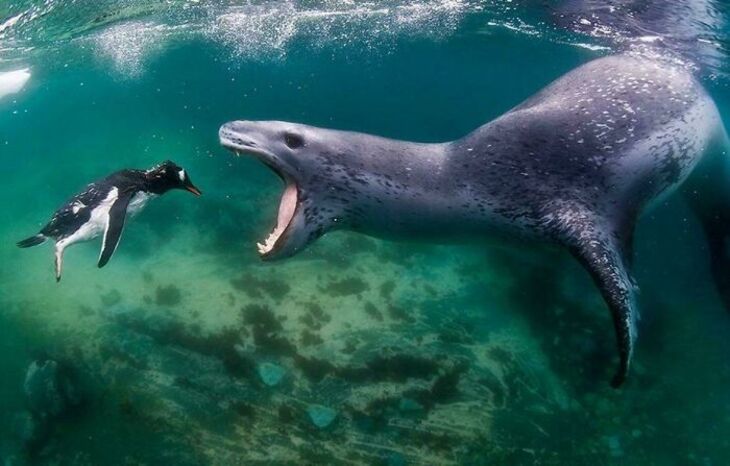 Fotografías Del Océano