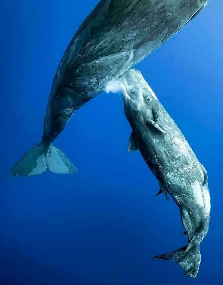 Fotografías Del Océano