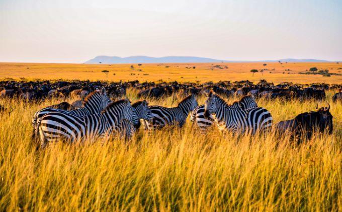 Sitios del Patrimonio Mundial de Trivia: Animales en Serengeti