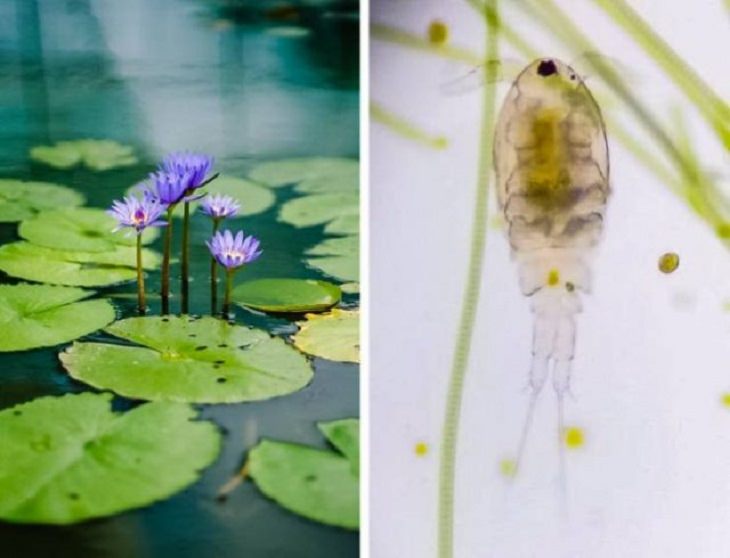 Objetos Vistos Desde El Microscopio