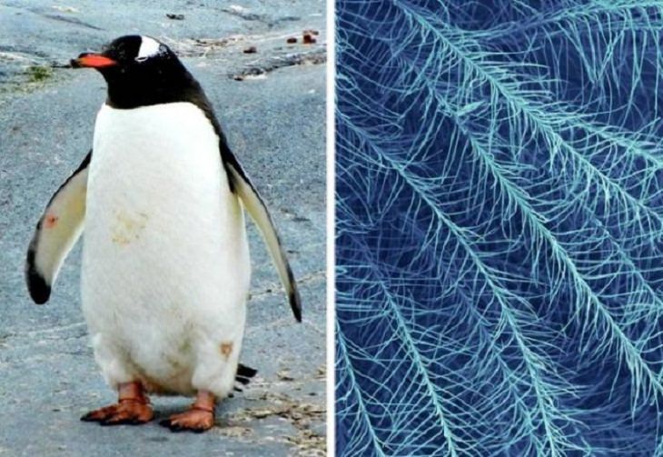 Objetos Vistos Desde El Microscopio