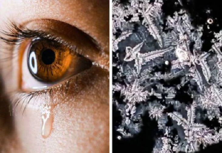 Objetos Vistos Desde El Microscopio