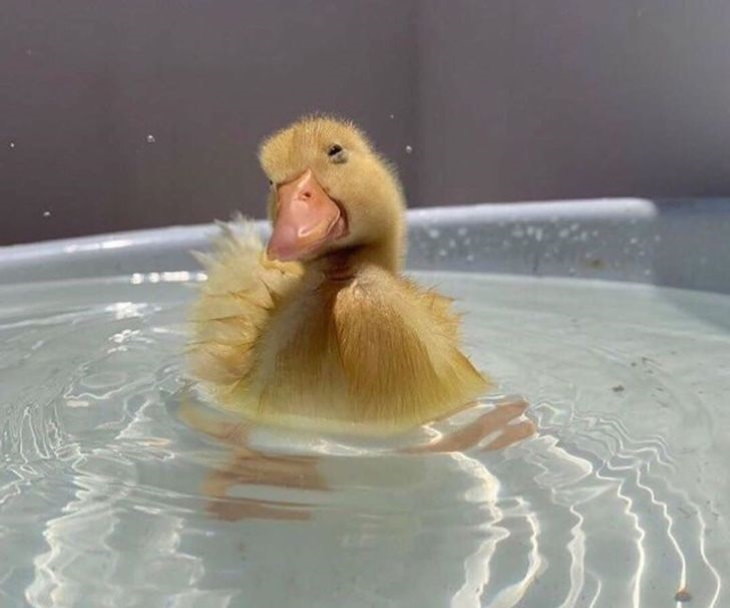 Animales Adorables