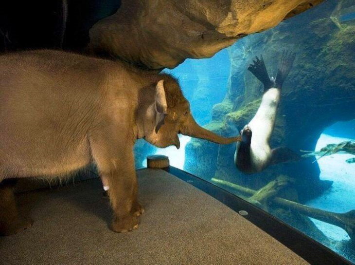 Animales Adorables
