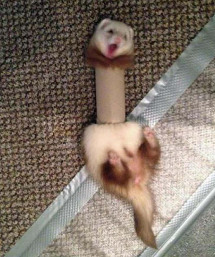 Animales Adorables