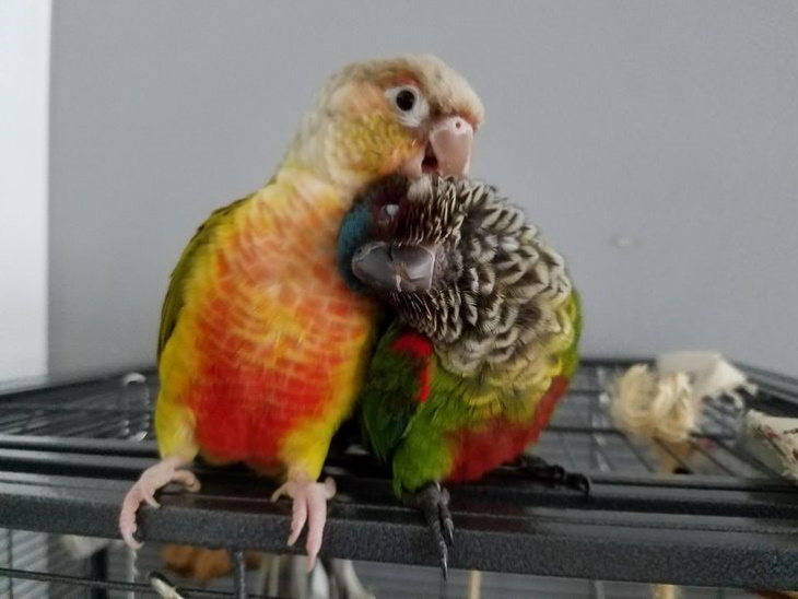 Animales Adorables