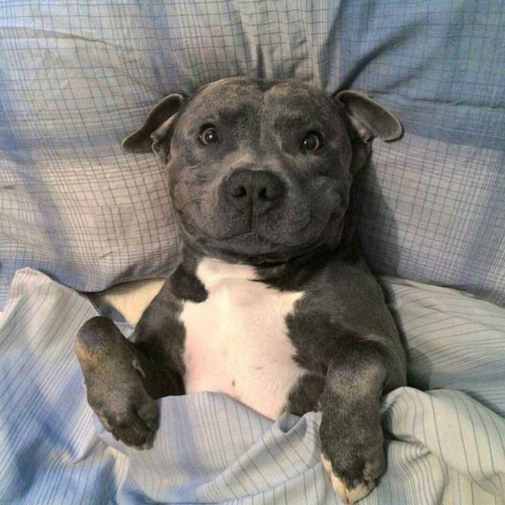Animales Adorables