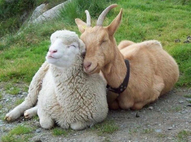 Animales Adorables