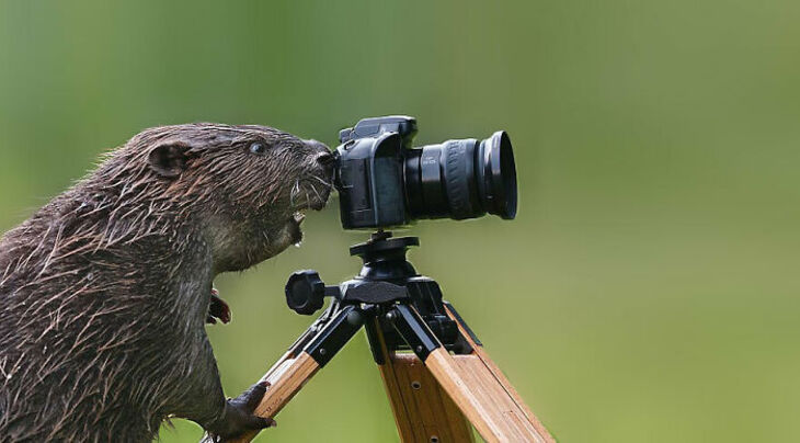 Funny Animals 