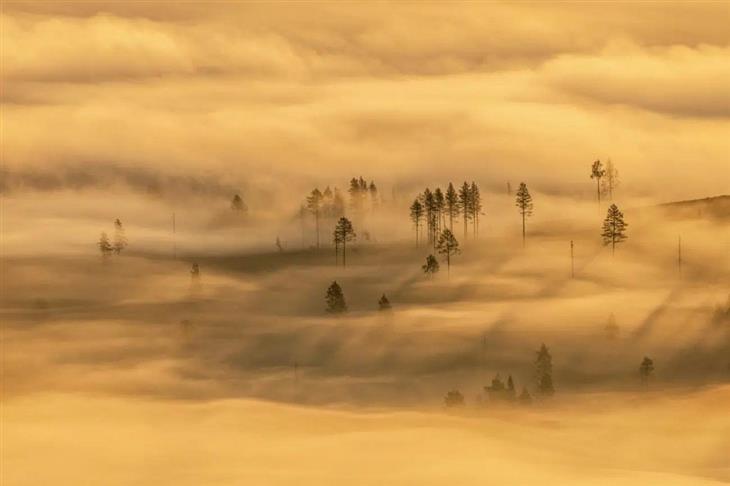 Fotos ganadoras del concurso de fotógrafo de la naturaleza de GDT 2025: Niebla en un bosque con pocos árboles