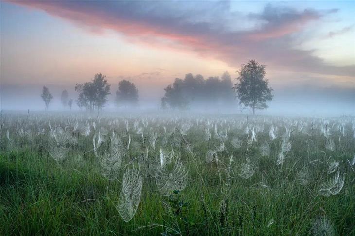 Fotos ganadoras del concurso de fotógrafo de la naturaleza de GDT 2025: Niebla en un bosquecillo