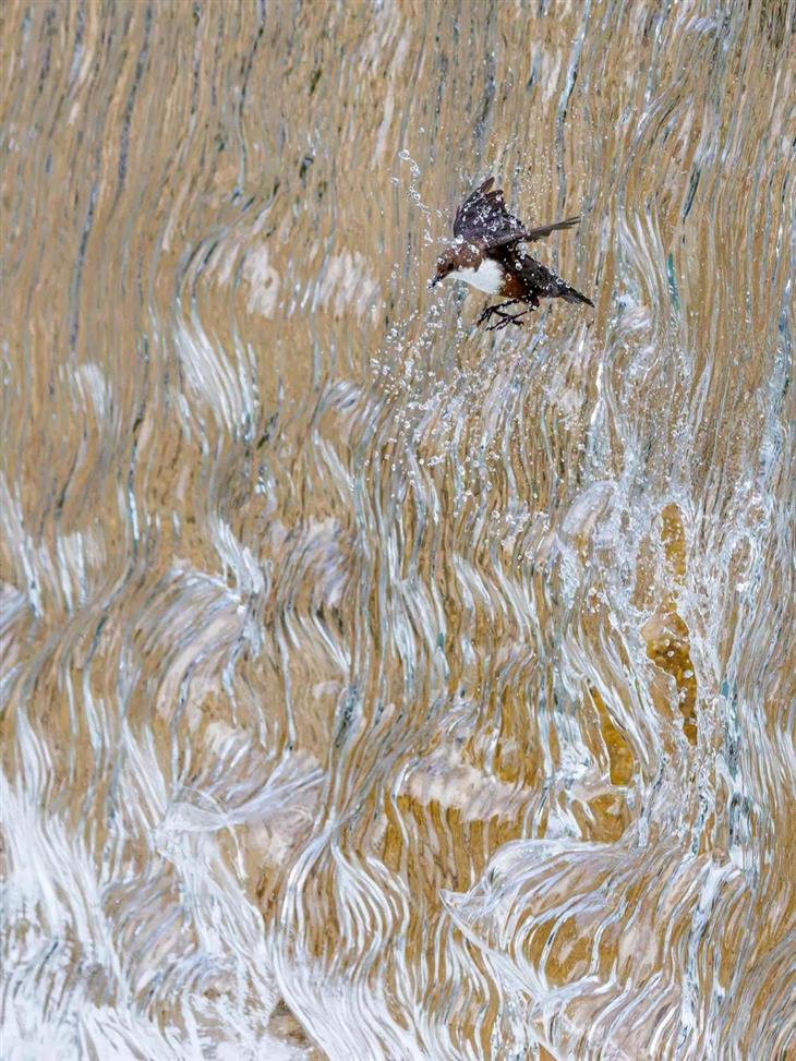 Fotos ganadoras del concurso de fotógrafo de la naturaleza de GDT 2025: Ammodramus volando a través de una cascada
