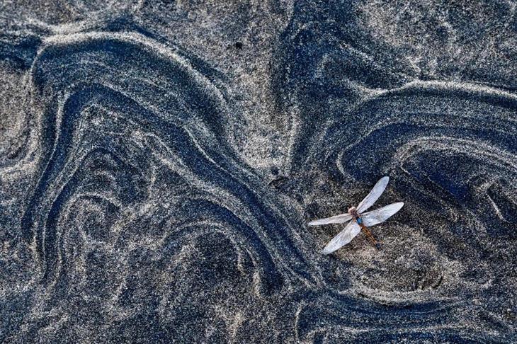 Fotos ganadoras del concurso de fotógrafo de la naturaleza de GDT 2025: Libélula creando huellas en la arena