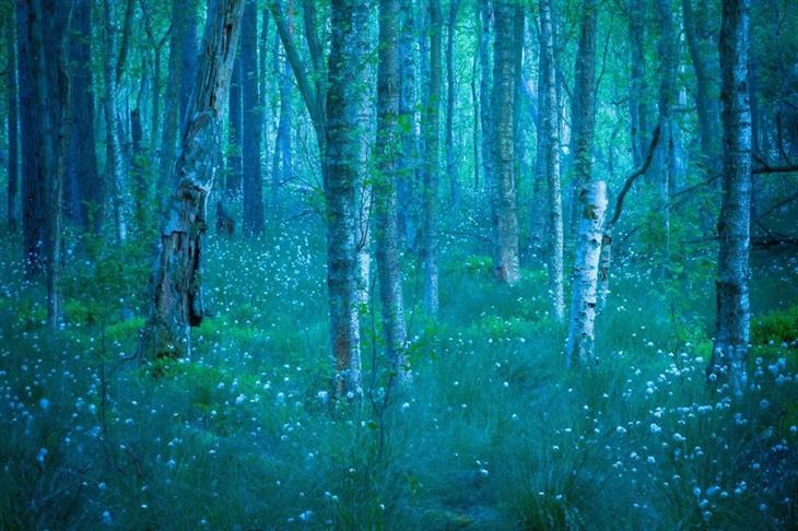 Fotos ganadoras del concurso de fotógrafo de la naturaleza de GDT 2025: Bosque encantado