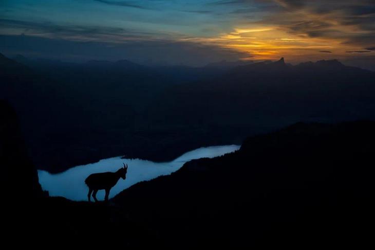 Fotos ganadoras del concurso de fotógrafo de la naturaleza de GDT 2025: Ciervo al atardecer en la montaña