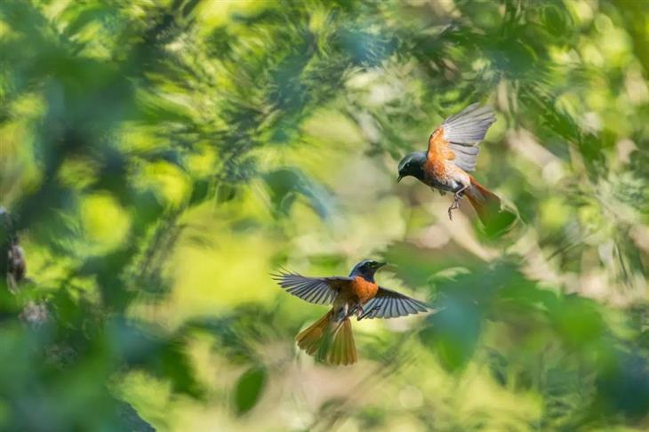 Fotos ganadoras del concurso de fotógrafo de la naturaleza de GDT 2025: Chochines comunes volando entre árboles
