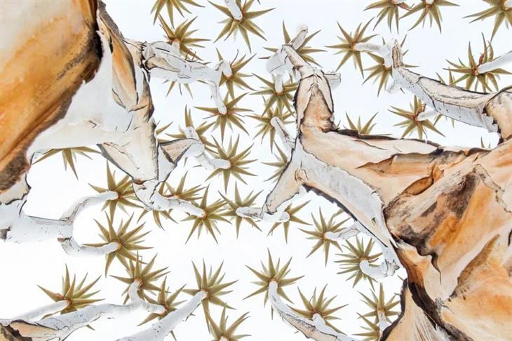 Fotos ganadoras del concurso de fotógrafo de la naturaleza de GDT 2025: Árboles con copas en forma de estrella
