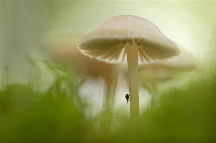 Fotos ganadoras del concurso de fotógrafo de la naturaleza de GDT 2025: Escarabajo de trompa en el tronco de un hongo